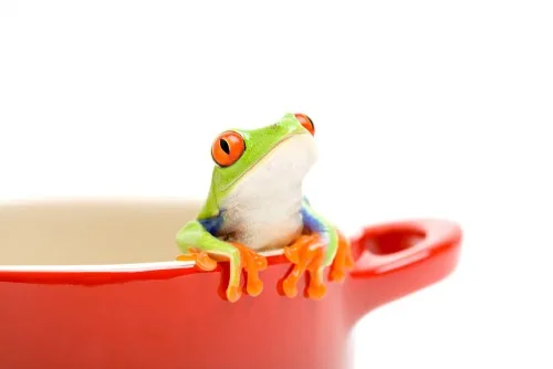 What Can Frogs Teach Us About Change?