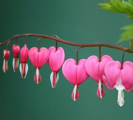 hearts in nature