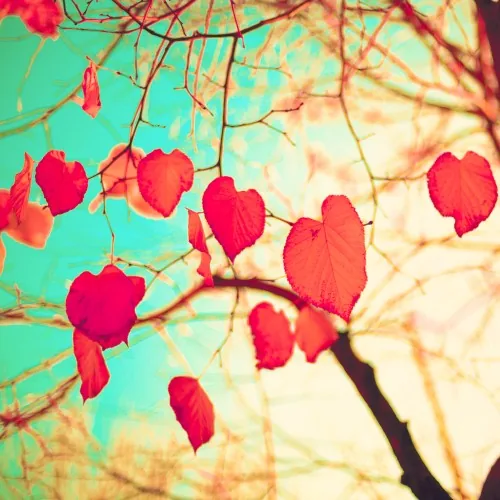 Hearts In Nature